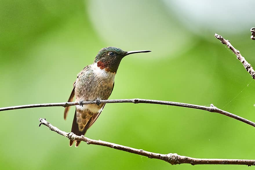 hummingbird, fugl, dyr, liten fugl, avian, dyreliv, natur, fauna, villmark, skog