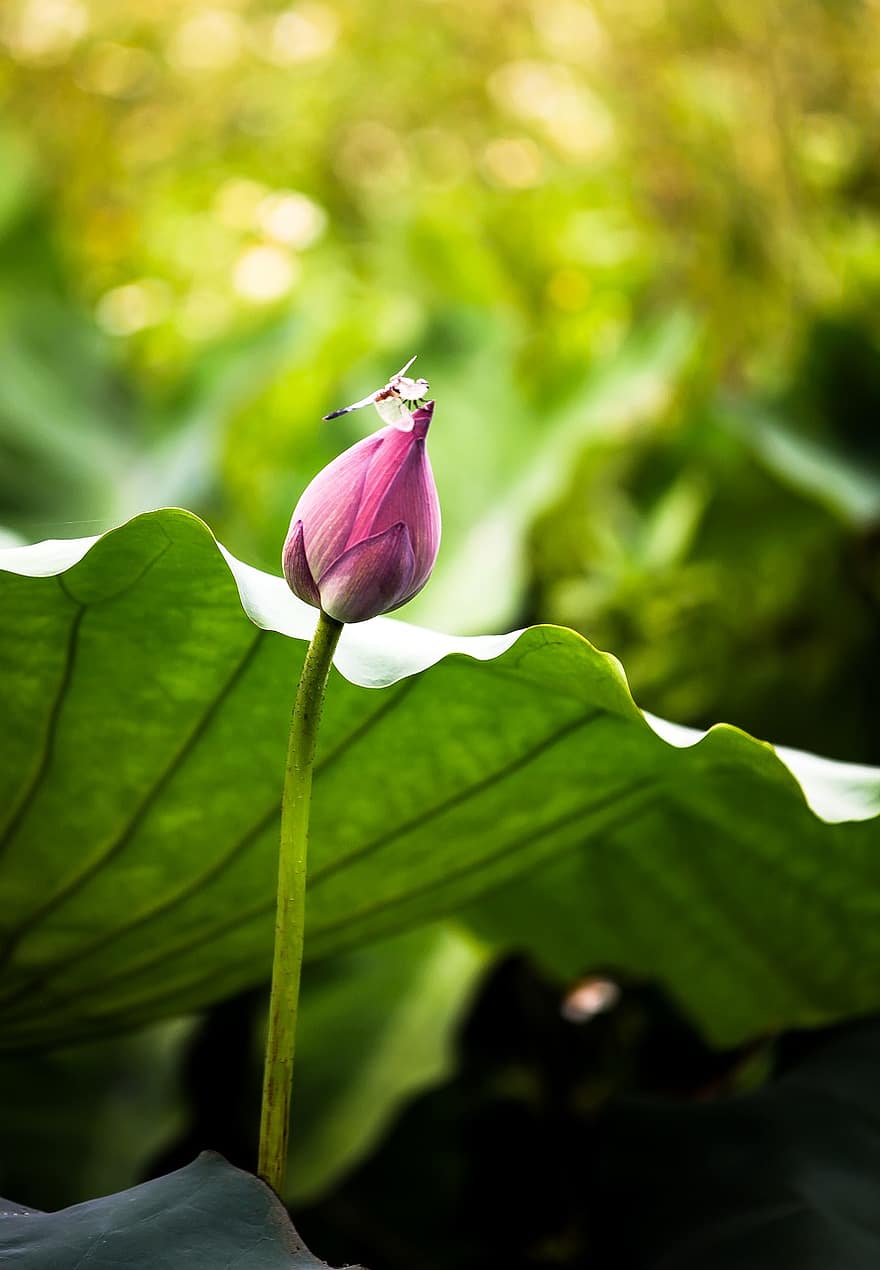 flor de loto, brote, capullo de loto, flor rosa, floreciente, cierne, flora, planta, planta acuática, naturaleza, botánica