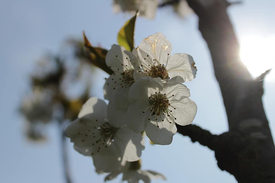 printemps, fleurs de cerisier, fleurs blanches, réveil du printemps, fleur, fermer, plante, branche, arbre, tête de fleur, feuille