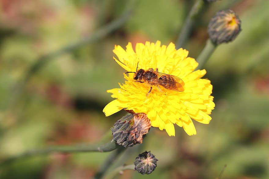 蜂、フラワーズ、黄、座る、振りかける、蜜、昆虫、閉じる、自然、花粉、受粉