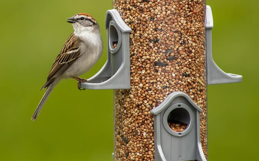 Sparrow, Bird, Birdfeeder, Perched, Chipping Sparrow, Animal, Wildlife, Songbird, Feathers, Plumage, Beak