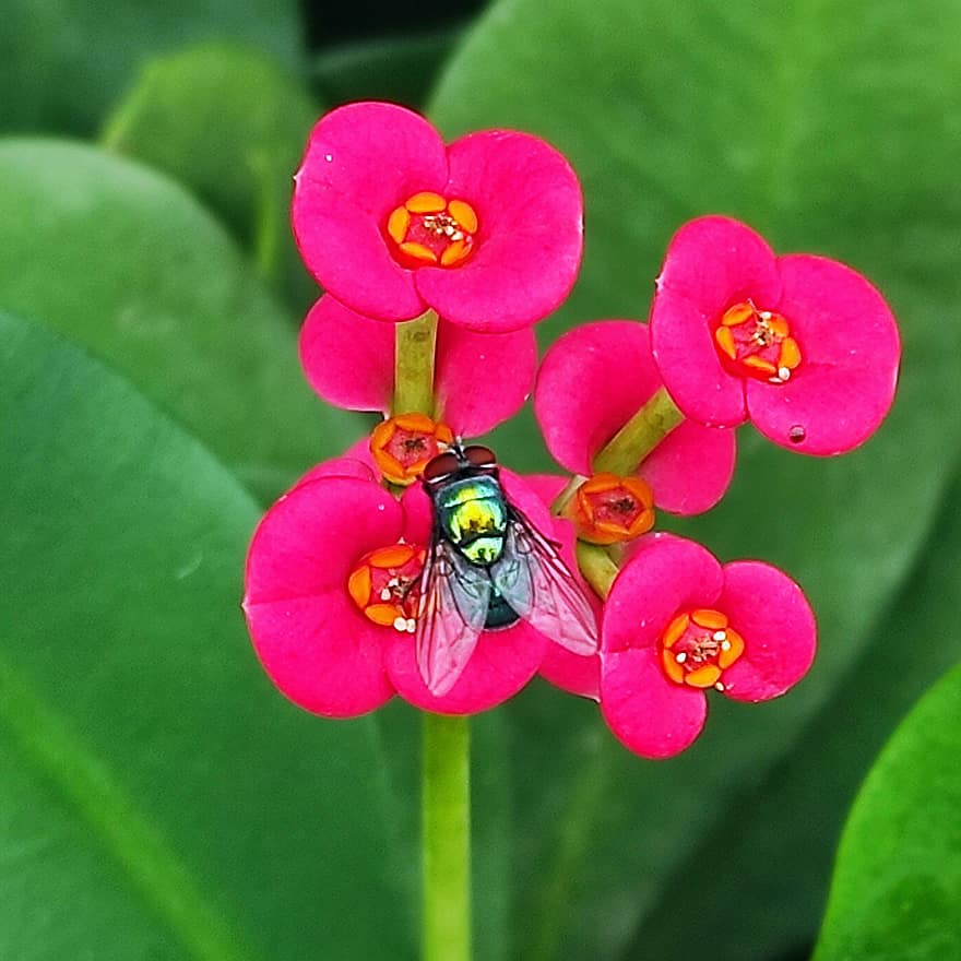 ازهار زهرية اللون ، تاج من الشوك ، الذبابة ، حشرة ، طبيعة ، الفربيون ميلي