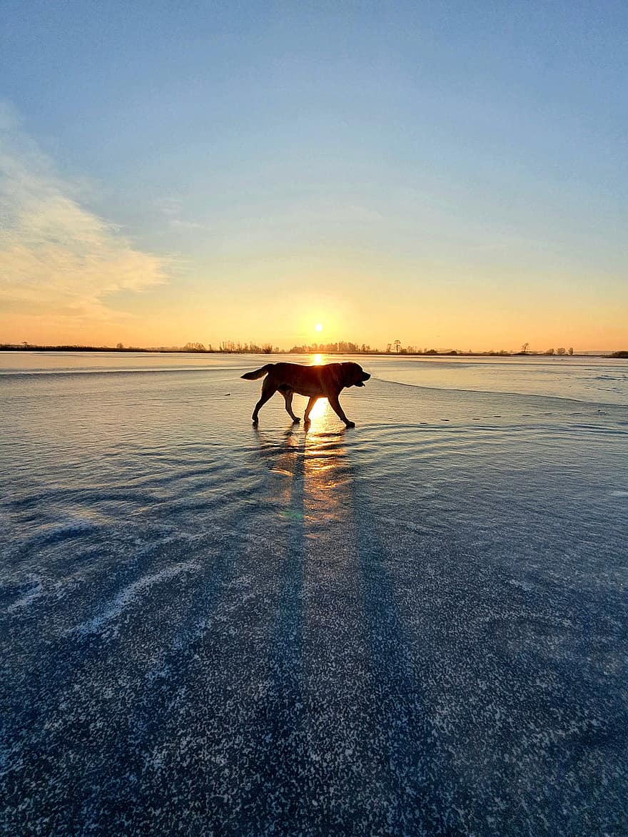 Rio Congelado, labrador retriever, por do sol, luz solar, sombra, congeladas, rio, gelo, geada, inverno, cão