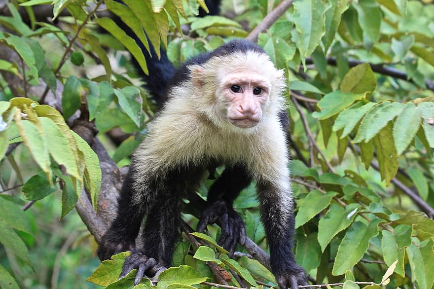Panamese Witkopkapucijner, capuchin met witte gezichten, aap, dier, dieren in het wild, natuur, Costa Rica, primaat, Bos, tropisch regenwoud, schattig
