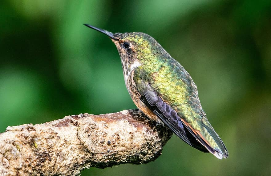 pájaro, colibrí, pico, rama, aviar, pluma, de cerca, animales en la naturaleza, multi color, color verde, observación de aves