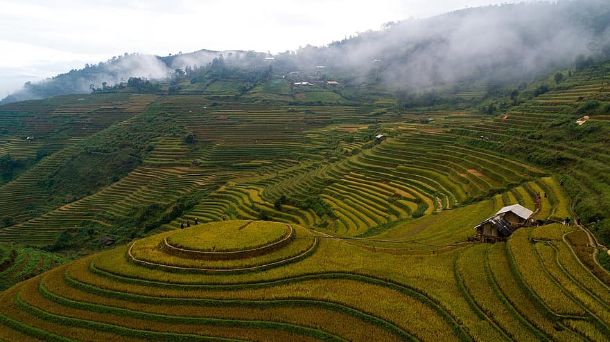 terrassen, farm, landschap, rijst, rijstveld, landbouw, veld-, plantage, platteland, landelijk, land-