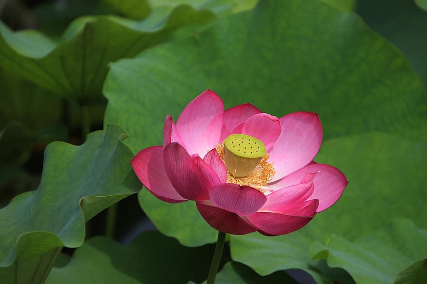 Lotus, Flower, Plant, Pink Flower, Petals, Water Lily, Bloom, Blossom, Aquatic Plant, Flora, Pond