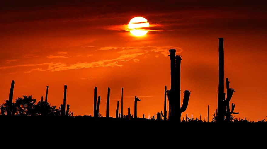 le coucher du soleil, Amérique, cactus, Parc National de l'Ouest, saguaro, ciel, paysage, Soleil