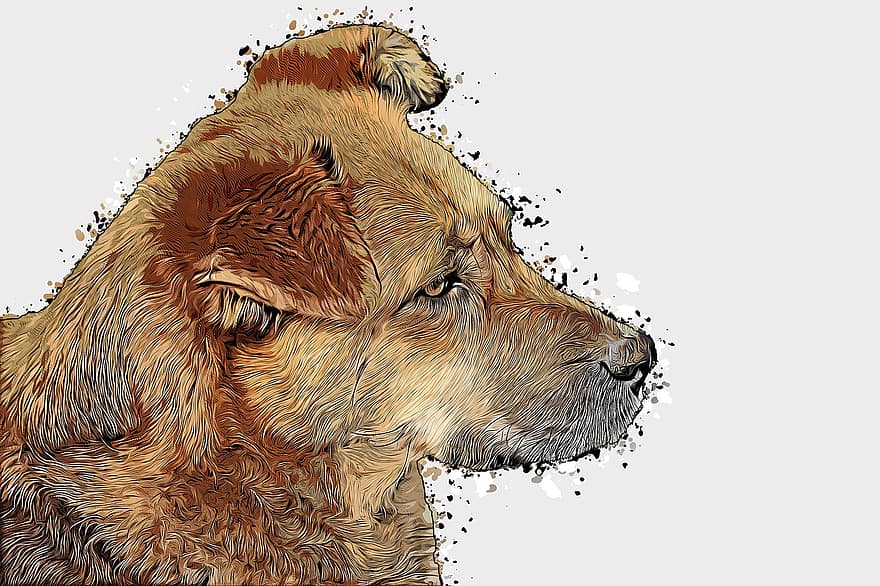 hund, portrett, tegning, hunden ser ut, brun, oppmerksomhet, utsikt, dyreportrett, farge