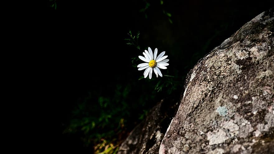 Daisy, gėlė, balta gėlė, žiedlapių, balti žiedlapiai, žydi, žiedas, flora, augalų, Iš arti, vasara