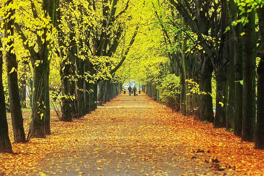 秋、木、アベニュー、パーク、パス、道路、葉、落ち葉、森の中、風景