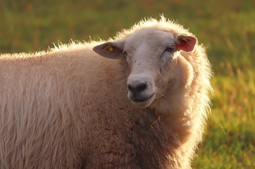 ovelha, animal, pecuária, lã, mamífero, pasto, Fazenda