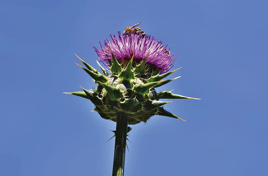 Thistle, Common Donkey Thistle, Cancer Thistle, Wool Thistle, Convulsive Thistle, Bee, Insect, Prickly, Blossom, Bloom, Flower