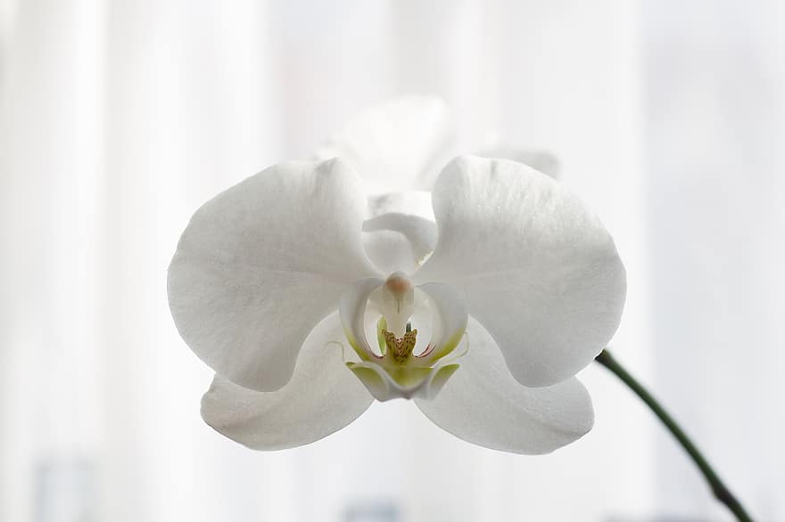 орхидея, цветок, завод, лепестки, белый цветок, весна, цветение, декоративное растение, декоративный