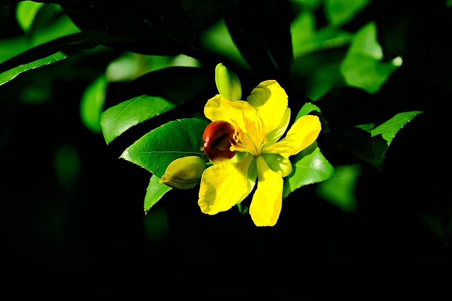 노란 꽃, 세인트 존 모트, 꽃, 플로라, 자연, 정원