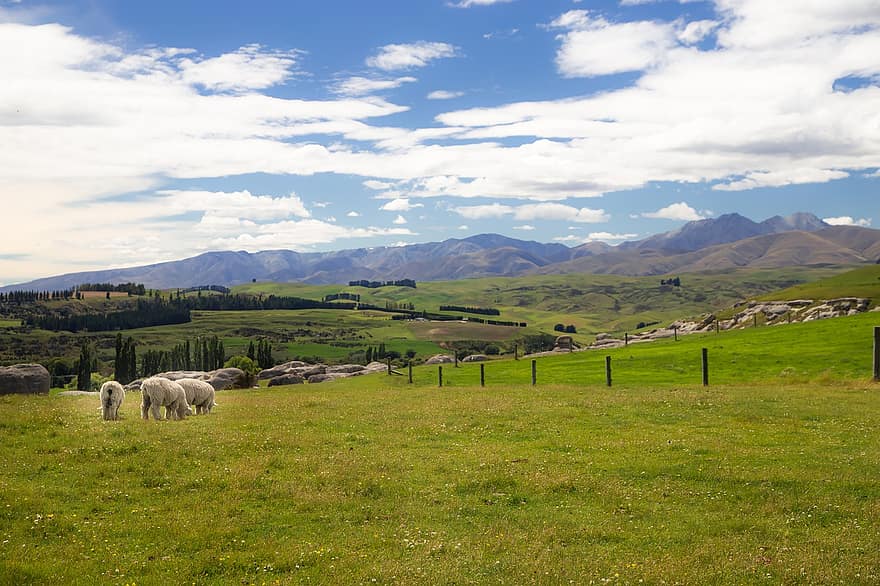 Nature, Pasture, Sheep, Animals, Livestock, Grazing, Field, Grassland, Meadow, Countryside