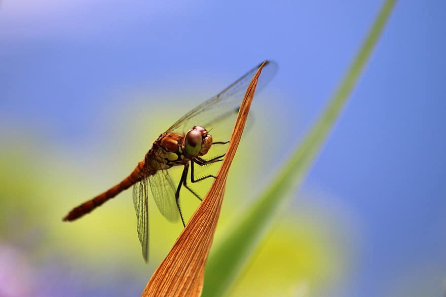 Purvs - Viršu spāre, spāre, kukaiņi, raksturs, makro, spārns, tuvplāns, vides aizsardzība, sugu aizsardzību, darter simpetrum