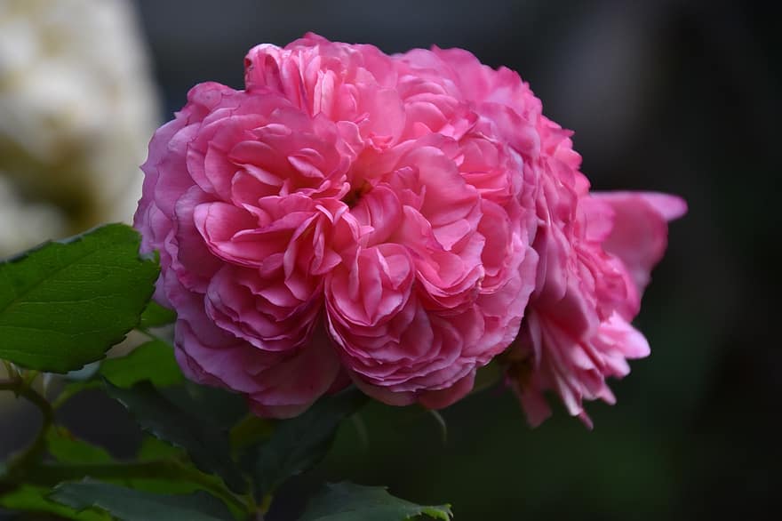 Rosen, rosa Rosen, pinke Blumen, Garten, Natur, Hochzeitsblumen, Hintergrund