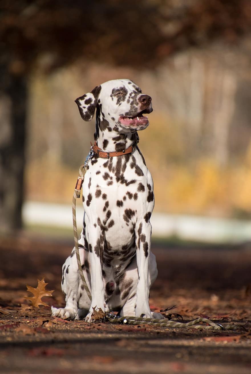 Dalmatian, Dog, Sitting, Outdoors, Pet, Animal, Domestic Dog, Canine, Mammal, Cute, Adorable