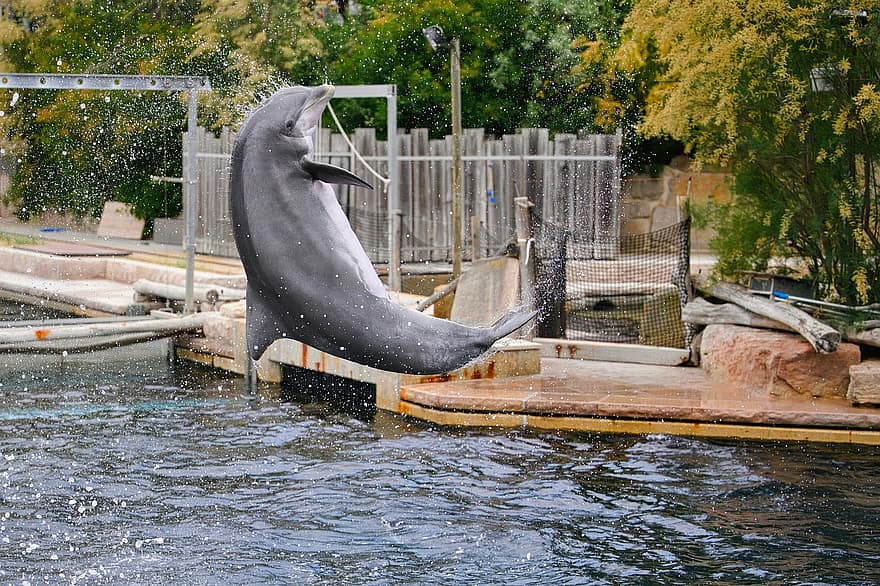 golfinho, animal, mamífero, Show de golfinhos, pulando, desempenho, agua, nadar, mamífero marinho, animais selvagens, jardim zoológico