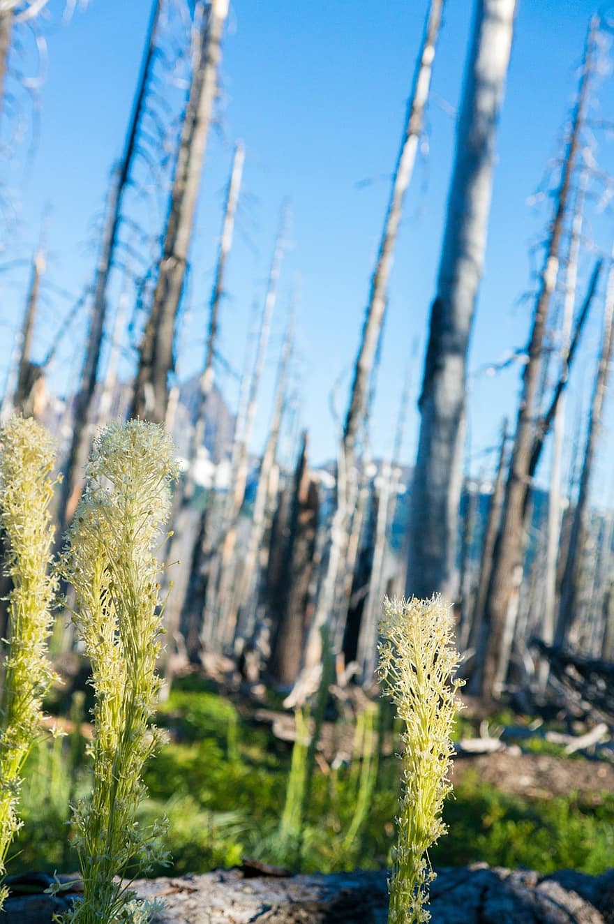 Bear Grass, Wildflower, Old Burn, Forest Fire, Pct, Oregon