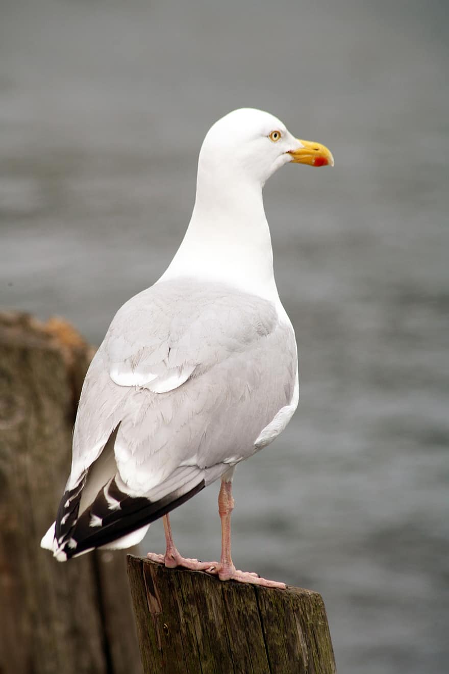 Seagull, Bird, Animal, Herring Gull, Gull, Perched, Seabird, Wildlife, Beak, Plumage, Seaside