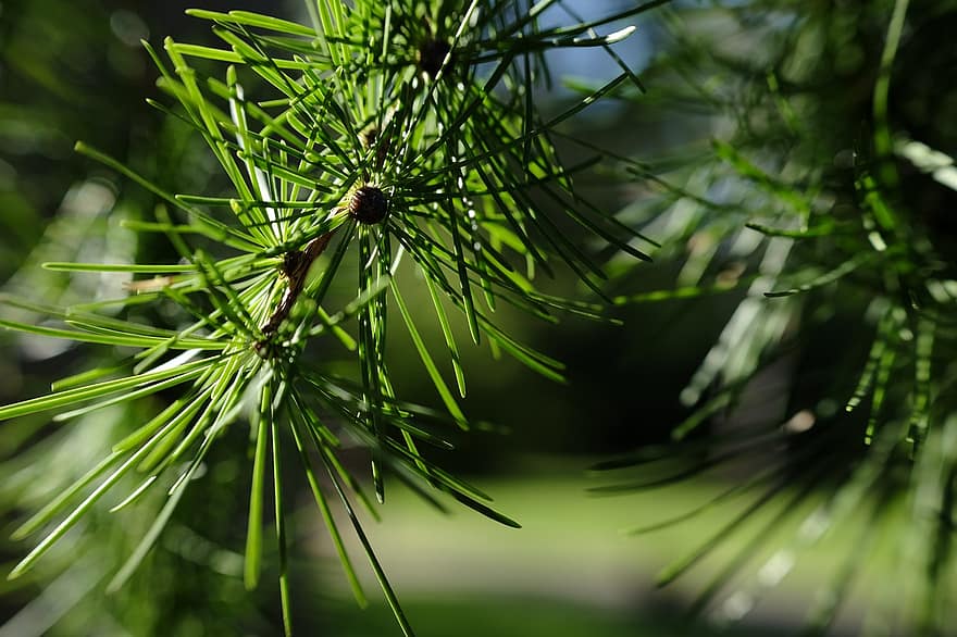 Pine Needles, Pine Tree, Forest, Nature, Westonbirt, Arboretum, Macro, Green, Light, Close-up, Tree
