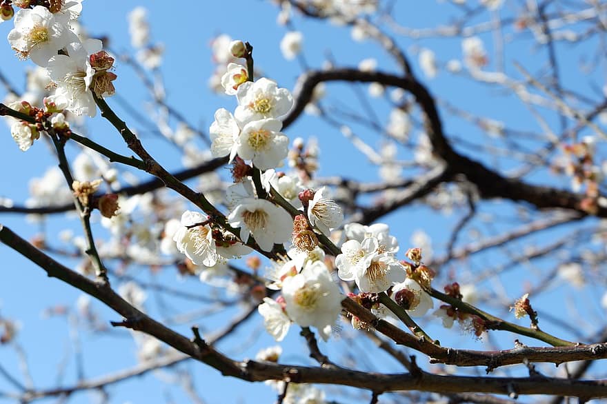 virágok, fehér virágok, cseresznye virágok, Sakura, Japán, természet, ág, tavasz, fa, virág, évszak