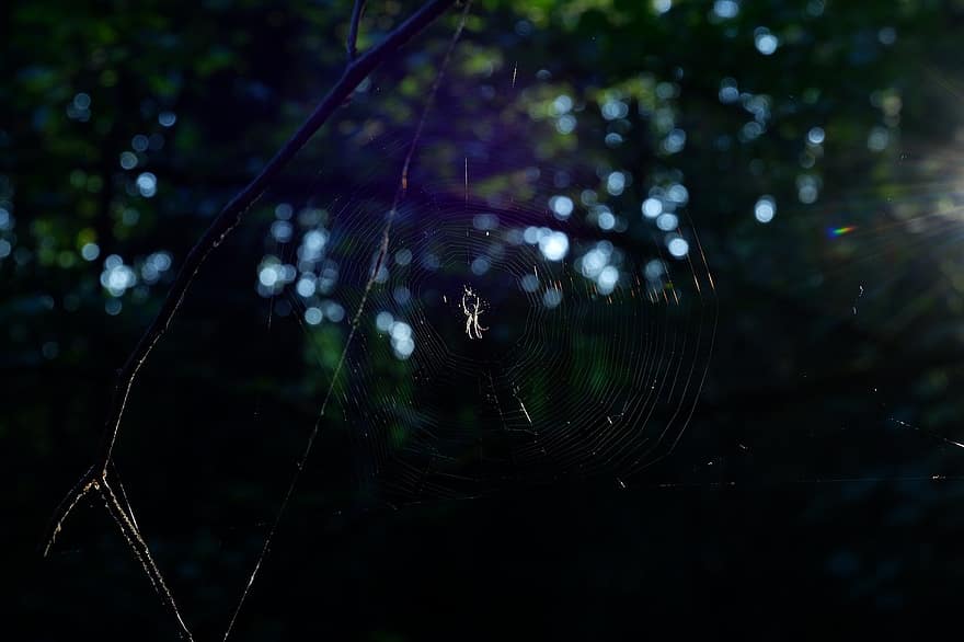 örümcek ağı, örümcek, bokeh, böcek, karanlık, orman