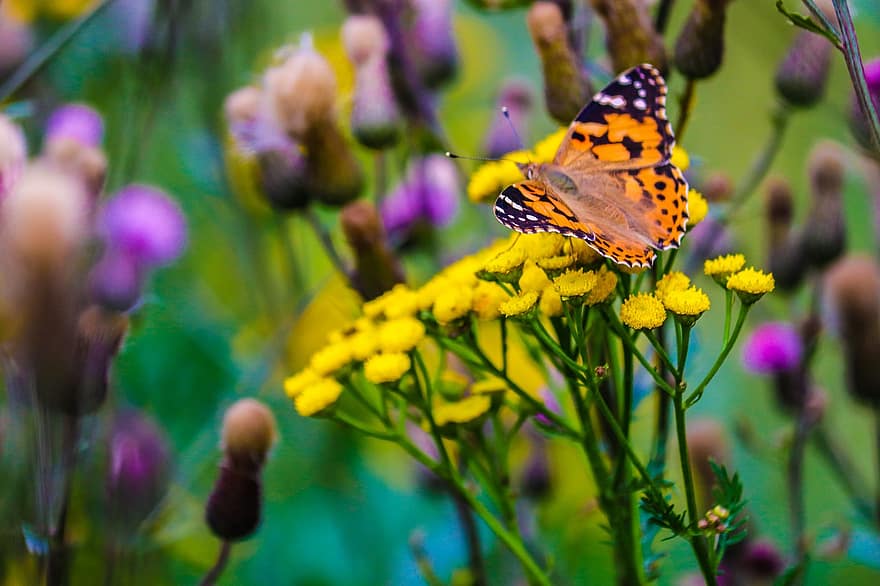 метелик, квіти, комаха, природи, літо, барвисті, рослини, осот, крила, жовтий, фіолетовий