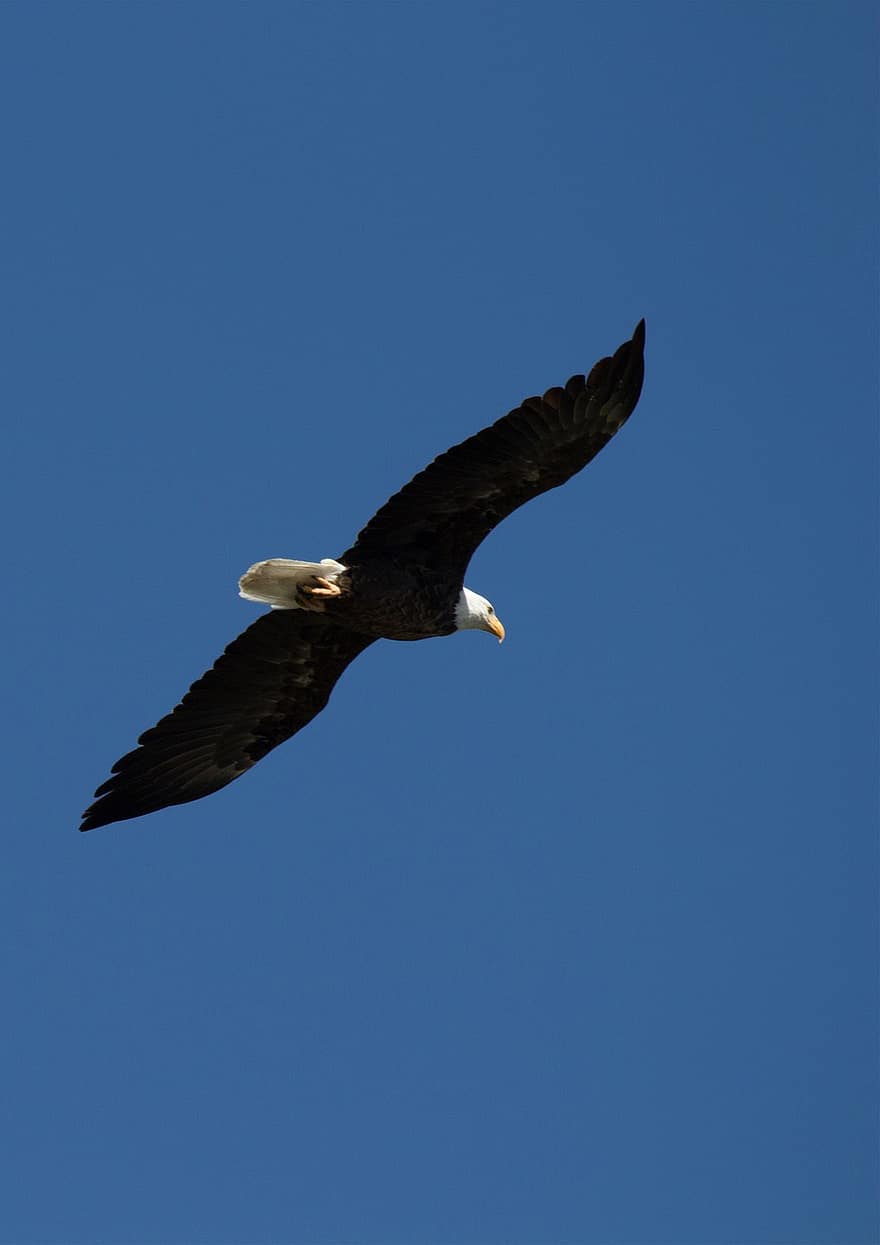 белоголовый орлан, птица, летающий, небо, орел, животное, хищная птица, раптор, живая природа, хищник, оперение