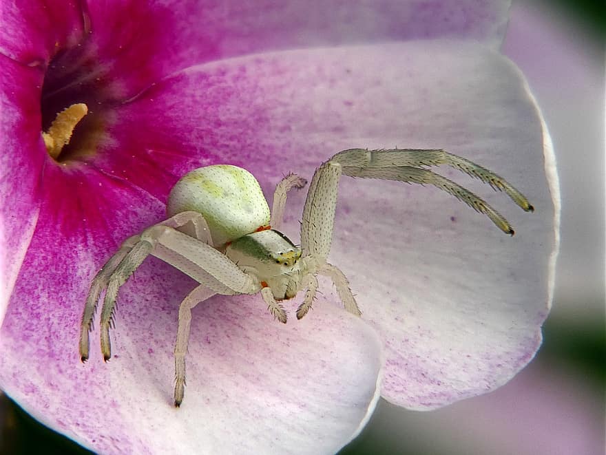 laba-laba, arakhnida, laba-laba kepiting, merapatkan, margasatwa, mekar, makro, serangga, bunga, bunga tunggal, menanam