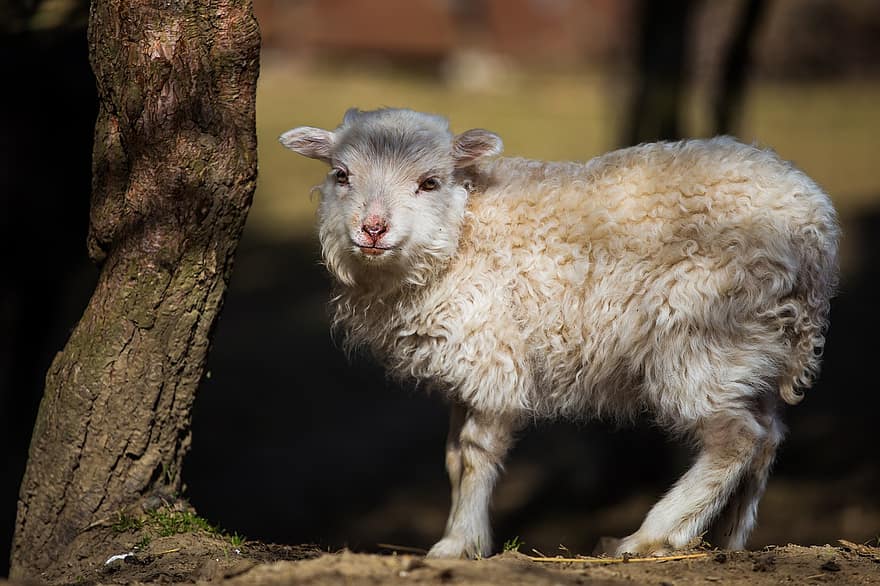 羊、子羊、動物、家畜、哺乳類、ウール、白い羊、農業、ファーム、国内の、可愛い