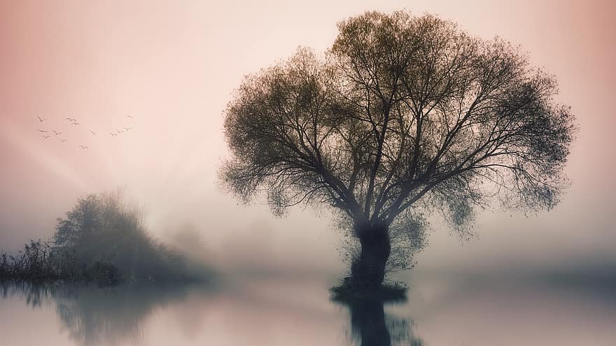 Tree, Lake, Fog, Sunset, Silhouette, Reflection, Water, Foggy, Mist, Sunlight, Flying Birds