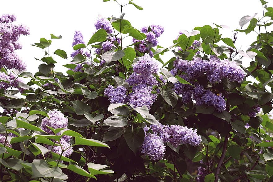 ungu umum, bunga-bunga, tanaman, bunga ungu, kelopak, berkembang, mekar, flora, pohon, alam, musim semi