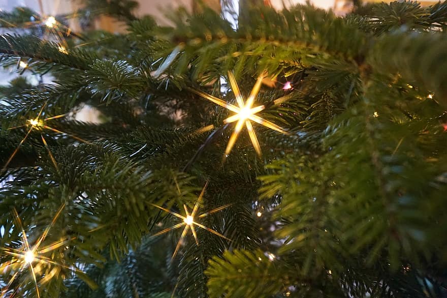 Fir Tree, Christmas, Reflection, Stars, Decoration, Christmas Tree, Lights, Photo, Fairy Lights