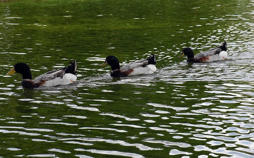 Ducks, Swiming, Water, River, Lake
