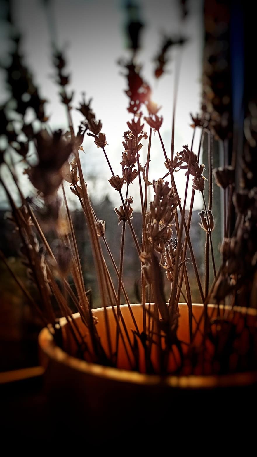 laventeli, Laventelin oksat, kukkakimppu, kukkamaljakko