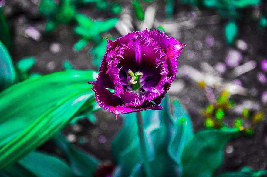 Tulpe, Blume, Pflanze, Tulpe mit Fransen, Blütenblätter, blühen, Frühling, Garten, Natur, Makro