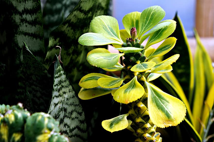 растение, дърво къща, флора, природа, листа, растеж, шума, на открито, градина, листо, зелен цвят