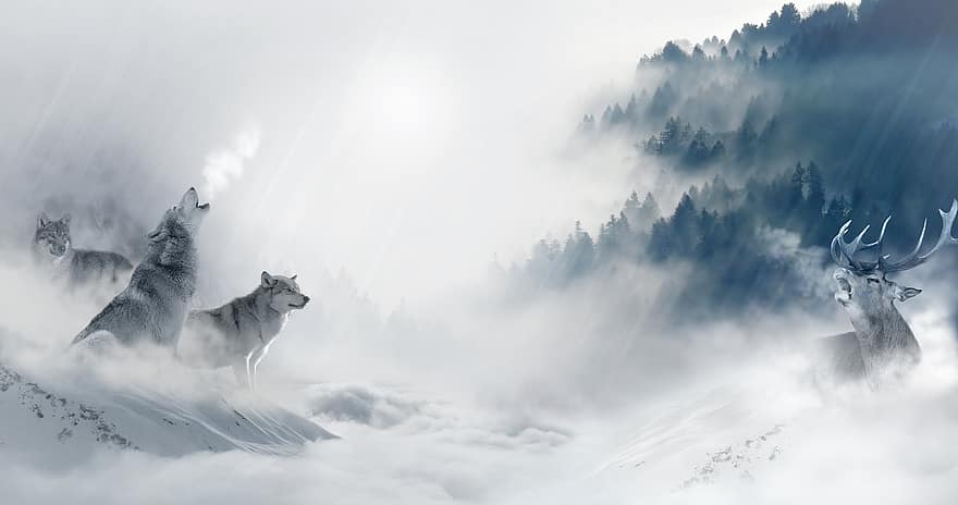 vilkas, vilkai, hirsch, medžioti, plėšrūnas, medžiotojas, kraštovaizdį, atmosfera, gyvūnų pasaulį, laukinis gyvūnas, sniegas
