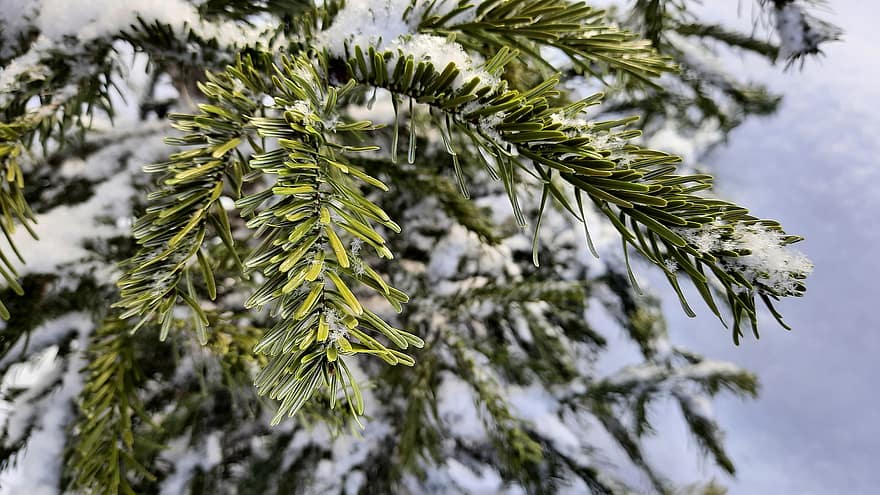 puu, neulat, kuusi, haara, abies, joulukuusi, lumi, halla, luminen, vihreä