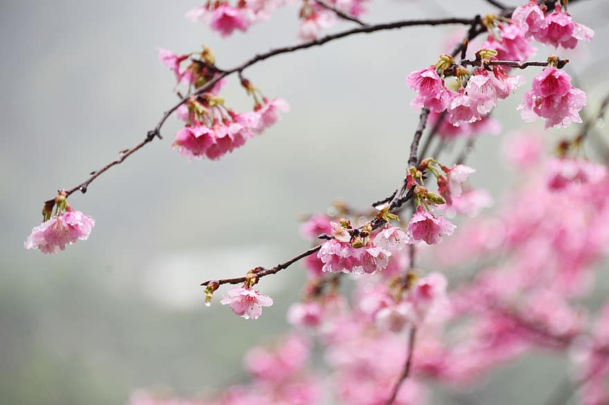 fiori, sakura, cerasus campanulata, rami, petali, primavera, ramo, fiore, colore rosa, avvicinamento, pianta