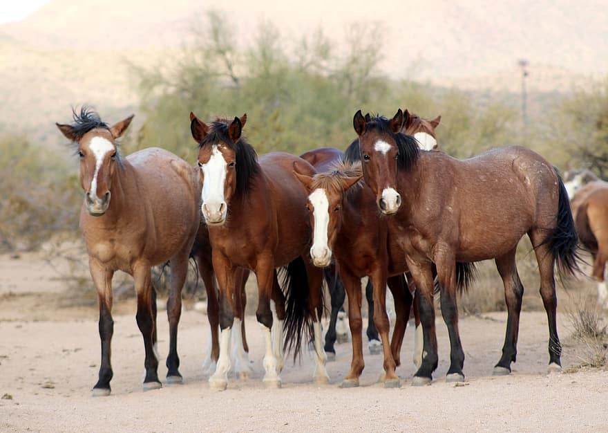arkliai, gyvūnams, arklinių šeimos gyvūnai, rudi arkliai, žinduolių, laukinės gamtos, laukiniai, Laukiniai arkliai, Arizonos laukiniai arkliai