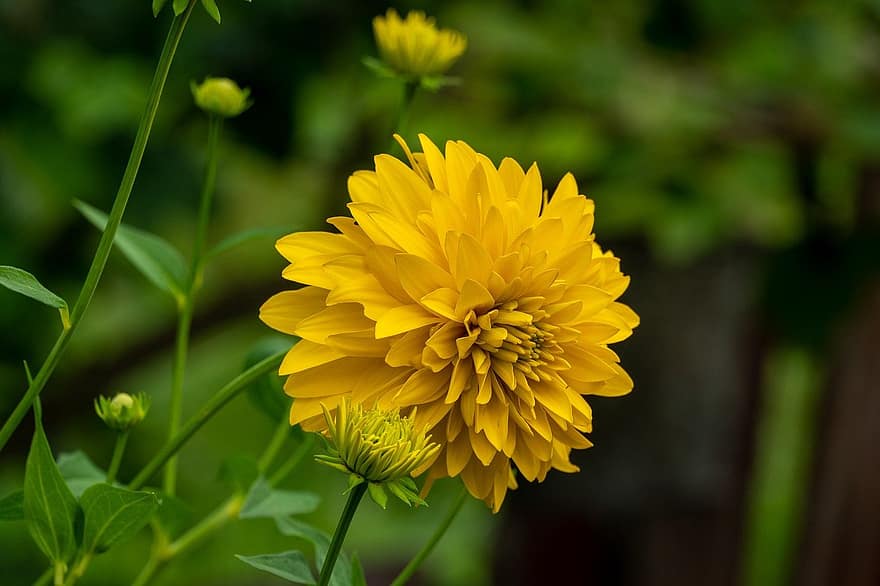 fleur jaune, jardin, la nature