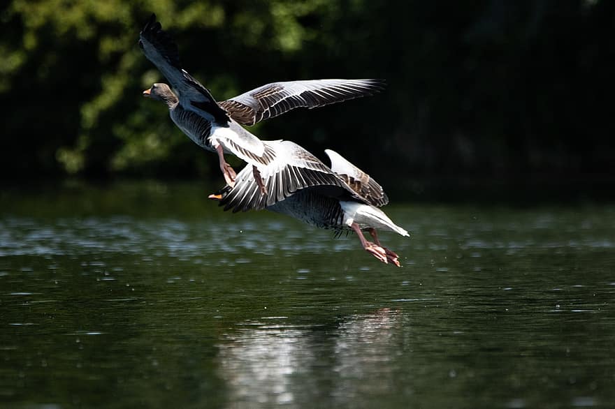 Geese, Birds, Flying, Lake, Waterfowls, Water Birds, Aquatic Birds, Animals, Wings, Plumage, Flight