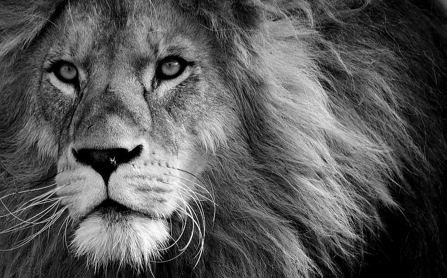 Lion, prédateur, noir et blanc, dangereux, crinière, gros chat, mâle, zoo, animal sauvage, Afrique, animal