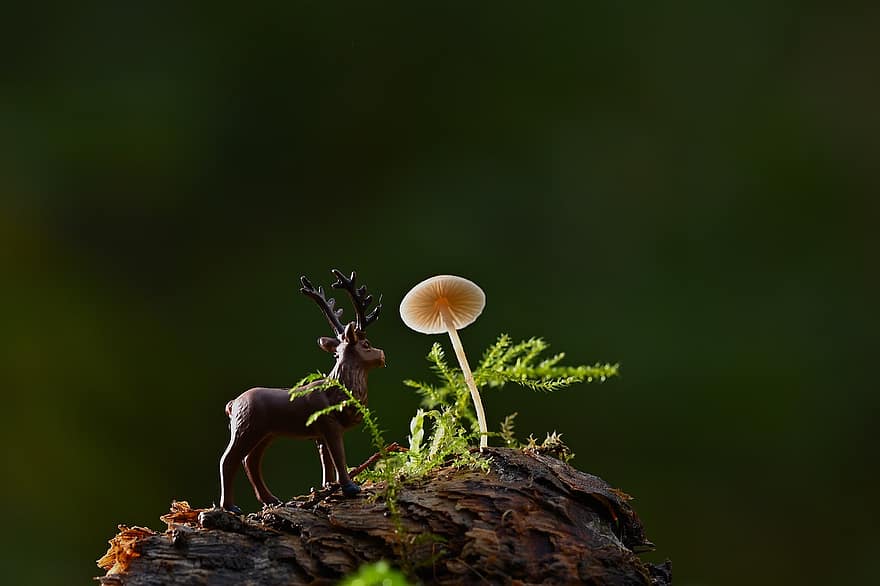 Pilz, Moos, Hirsch, Miniatur, Pilzkunde, Nahansicht, Wald, Baum, Jahreszeit, grüne Farbe, Tiere in freier Wildbahn