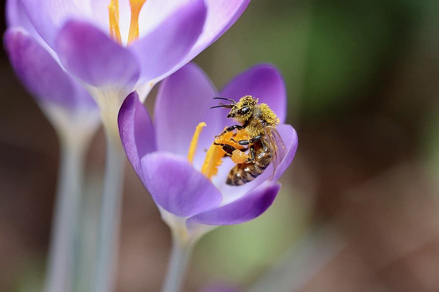 Bee, Honey Bee, Pollination, Crocus, Insect, Collect Nectar, Blossom, Bloom, Signs Of Spring, Violet, Pollen