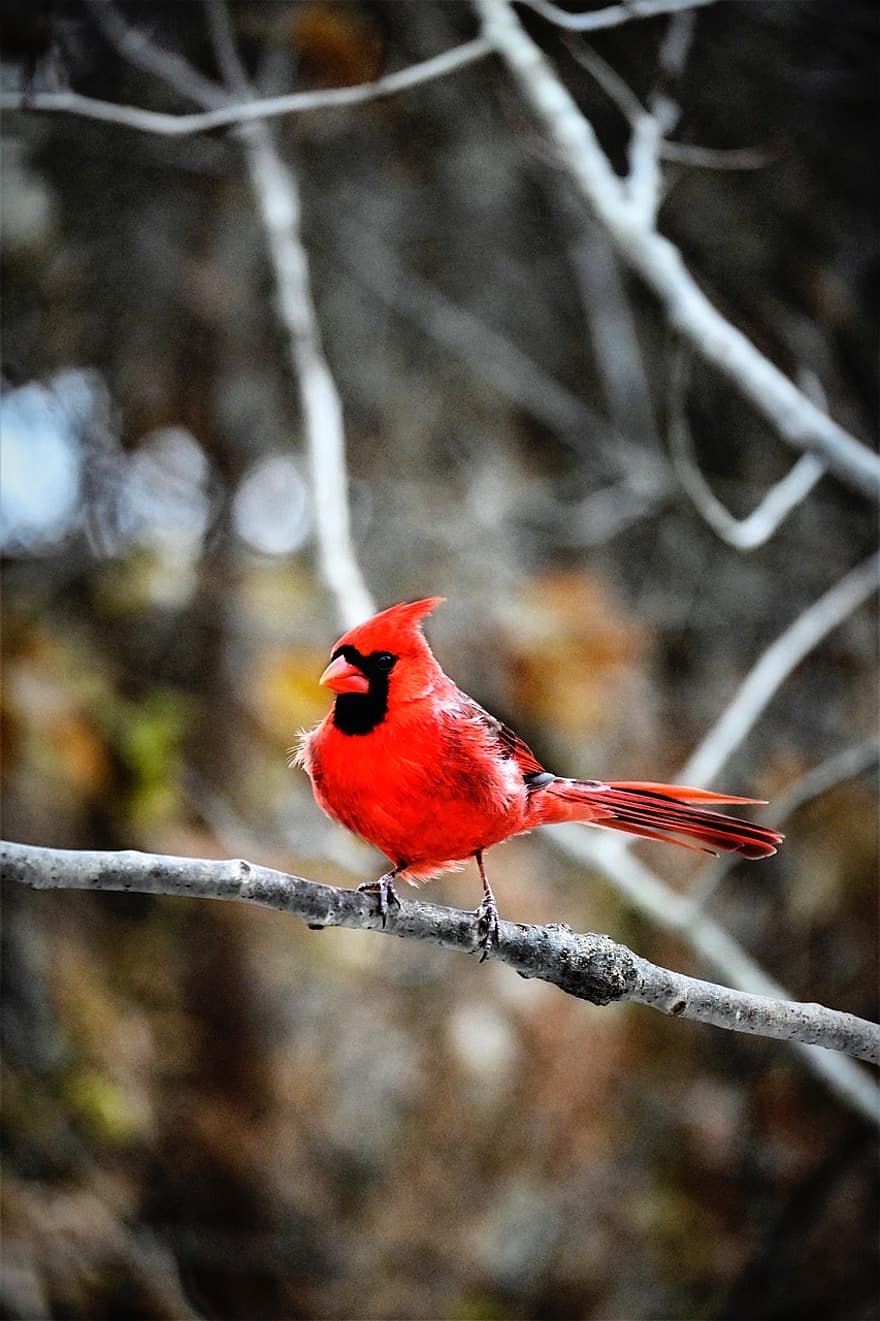 Cardinal Bird, Bird, Avian, Ornithology, Nature, beak, animals in the wild, branch, feather, tree, perching